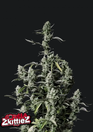 Gorilla Zkittlez Auto.png